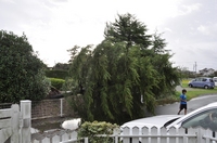 tree.JPG