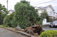 tree2.JPG